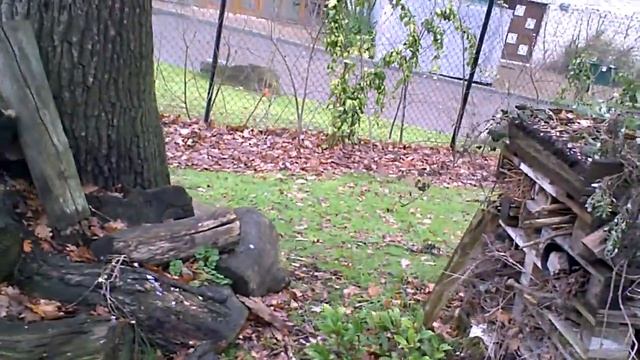 Wild Life Tower and Log Pile for insects at Chessington World of Adventures смотреть онлайн