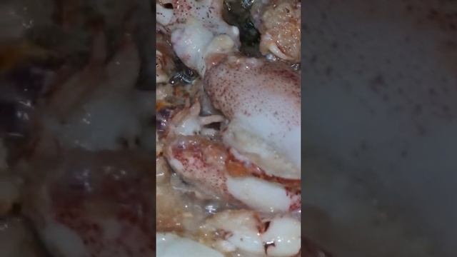 Японский карликовый кальмар смотреть онлайн