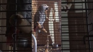 Попугай ЖАКО Гоша отвечает на вопросы😊