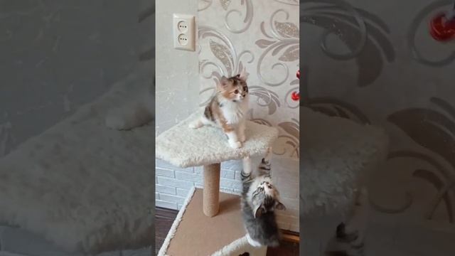 котята курильского бобтейла. смотреть онлайн