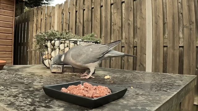 ОРЕШЕК СТРЕССУЕТ) #вяхирь #кормушка #наблюдение смотреть онлайн