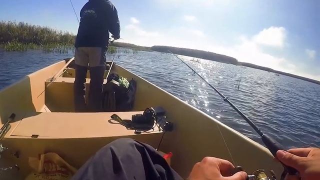 Сладкая парочка для мелководья - Пойнтеры SR и SSR