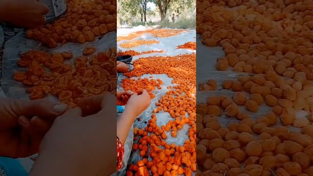 ДЕЛАЕМ КУРАГУ смотреть онлайн