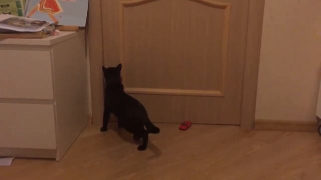 Maj...Кошке 18 лет смотреть онлайн