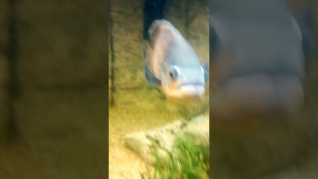 Как плавают рыбы смотреть онлайн