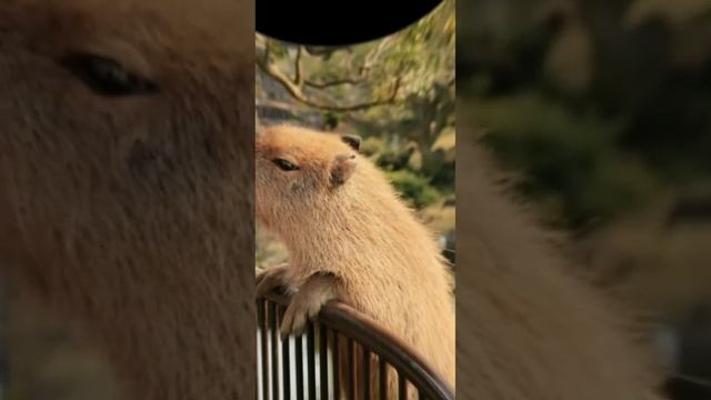 песня про Капибару😎😎😎😎😎👍👍👍 смотреть онлайн