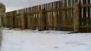 Баран Борис нападает на человека (18+)