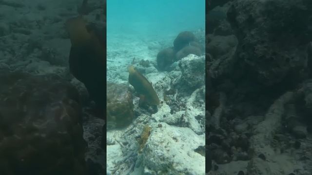 Мальдивы подводный мир тропические рыбки смотреть онлайн