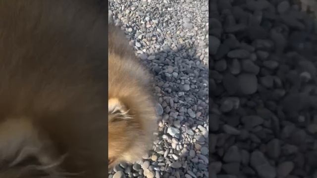 Ялта 💖💖💖 Отдых на приморском пляже 🥰10.01.2025 смотреть онлайн