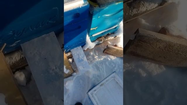 Окончание эксперимента с разными типами организации зимовки смотреть онлайн