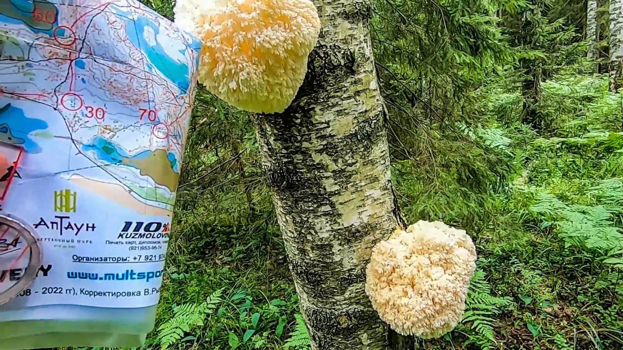 DG Orienteering • Vlog • Рогейн 