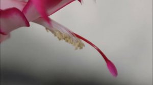 Sigma 18-250mm F3,5-6,3 DC OS HSM  Test Macro Lens