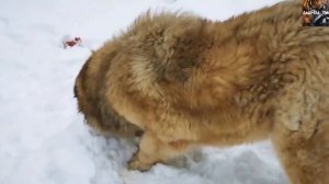 Кангал против Кавказской овчарки - Кто на самом деле лучше?