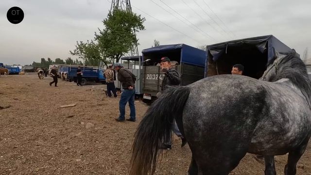 FAQAT SOTILGAN NARX! ТОЛЬКО ПРОДАННЫЕ ЛОШАДИ! ONLY SOLD HORSES!