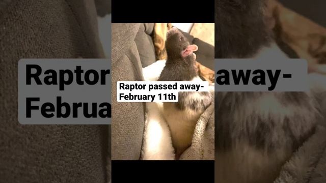 🤍 #petrats смотреть онлайн