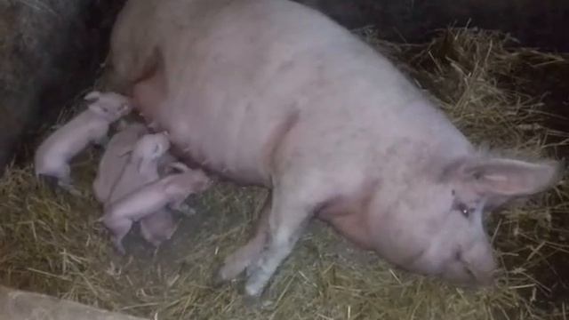 Помпа на воду і Свиноматки смотреть онлайн