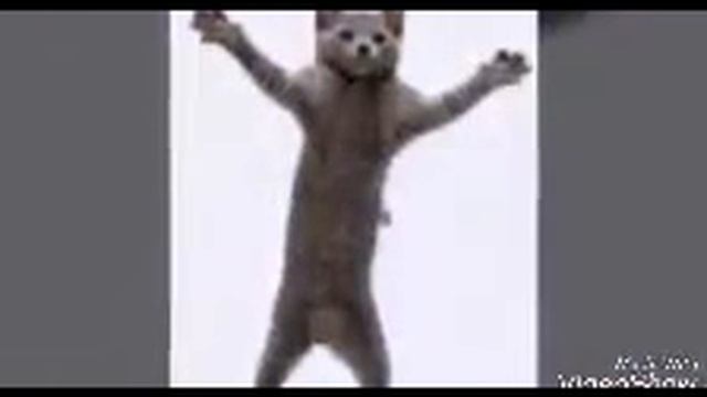 Мяу мяу , мур мур песня