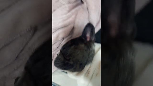 Bulldog grávida 38 dias de gestação смотреть онлайн