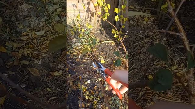 Посадка, пересадка вишни обязательные процедуры смотреть онлайн