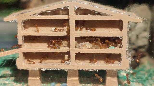 Temnothorax "Unifasciatus" asentadas en su nuevo hogar смотреть онлайн