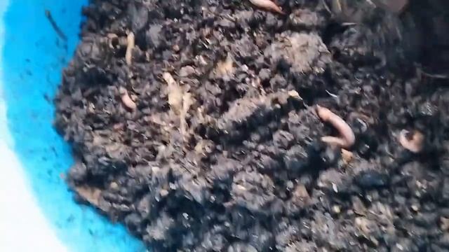 Защита червей от мух сциарид. Концепт смотреть онлайн