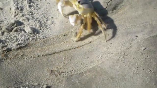Ocypode Quadrata - The Atlantic Ghost Crab смотреть онлайн