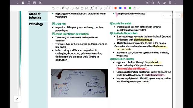 Para: Revision of trematodes (Git 42) смотреть онлайн