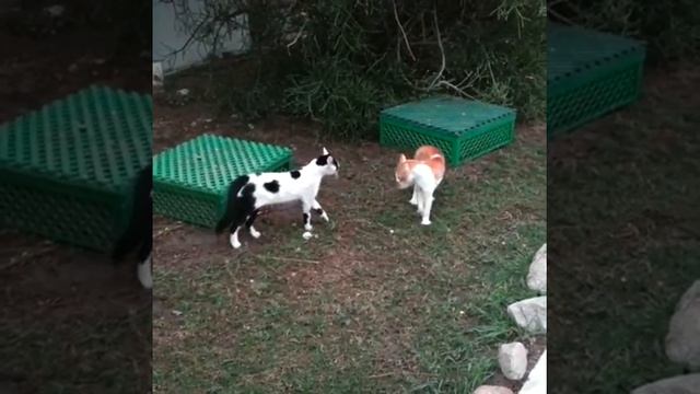 Говорящие коты в Египте смотреть онлайн