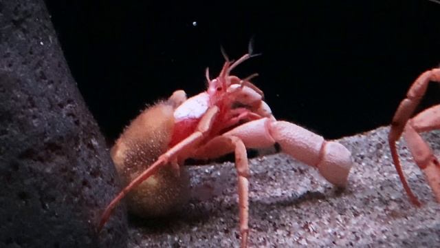 キタシンカイヤドカリ　Parapagurus benedicti смотреть онлайн