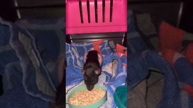 Our new friend Ratatouille смотреть онлайн