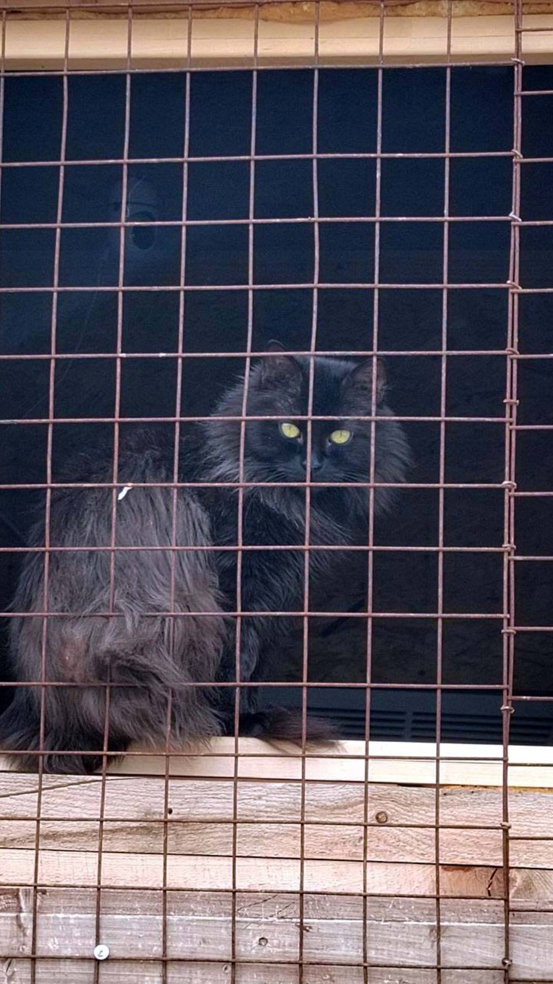 Котики приюта