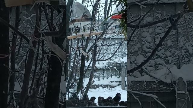 Птички на полднике#Киров смотреть онлайн