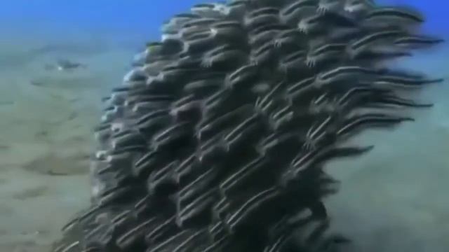 Striped Eel Catfish| Amazing view смотреть онлайн