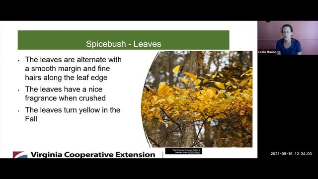 Zone 7 Gardening: Spicebush & Red Chokeberry смотреть онлайн