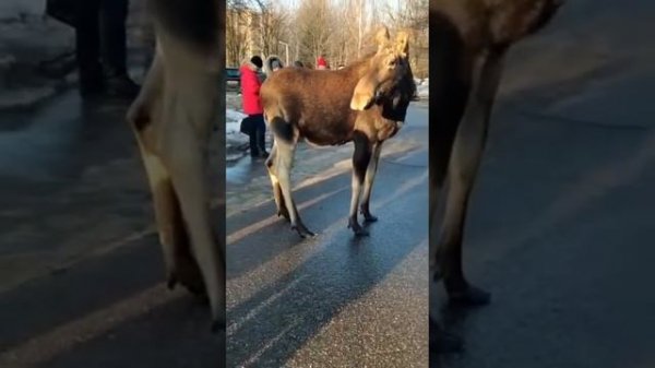 Лось вышел к людям