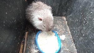 Пришлось бежать за МОЛОКОМ. Кормлю НУТРЯТ. Вечер у ИЛЬИ без компа! 4.12.24