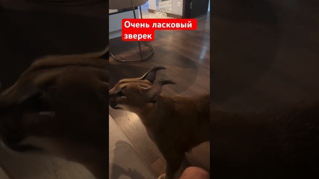 #пума #коты #животные экзотический зверек дома смотреть онлайн