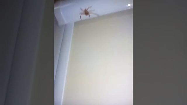 Большой и страшный паук у меня дома!!! смотреть онлайн