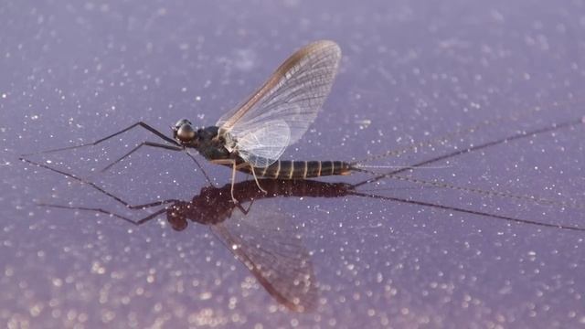 2010-05-20 Insecte éphémère yvanleprof.m2ts смотреть онлайн