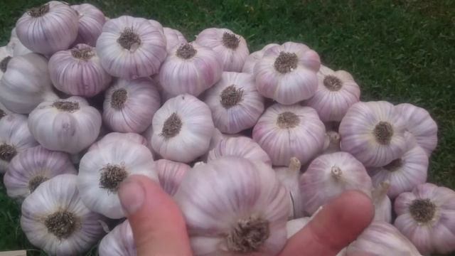 Часник Синій Зимовий (Часникова Ферма) смотреть онлайн