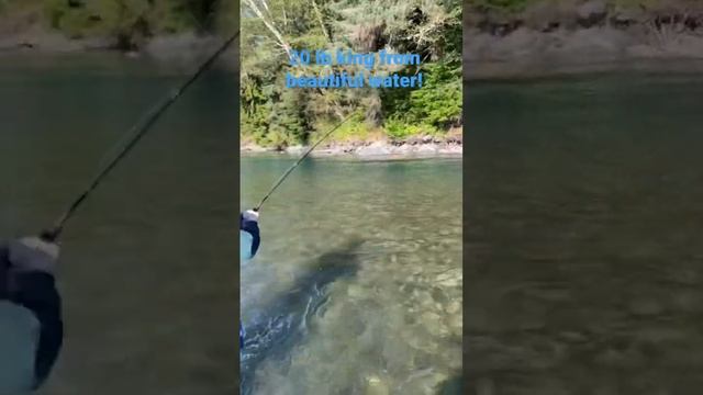 Amazing 20 lb king salmon from beautiful water! смотреть онлайн