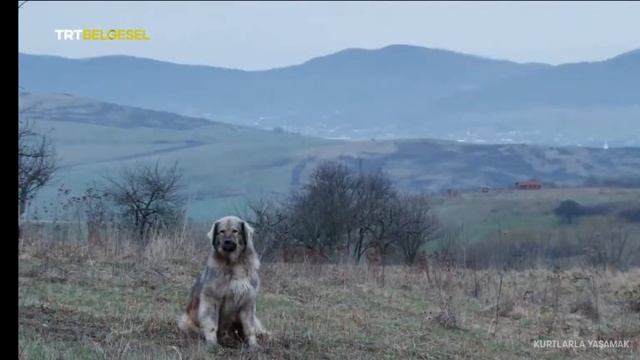 Kurtlarla Yaşamak TRT Belgesel