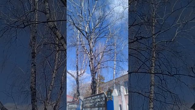 Весенний парк, берёзки, птички поют.Урюпинск, 23 марта. смотреть онлайн