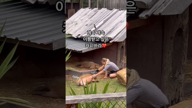 귀욤뽀짝 #카피바라가 있는 #시드니주🧡#호주여행 #탑탑데이 смотреть онлайн