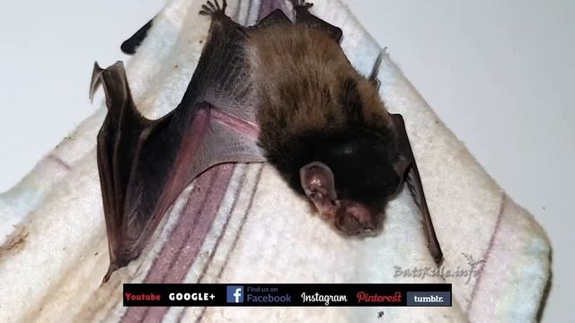 Rehab | Bat Microbats in care смотреть онлайн