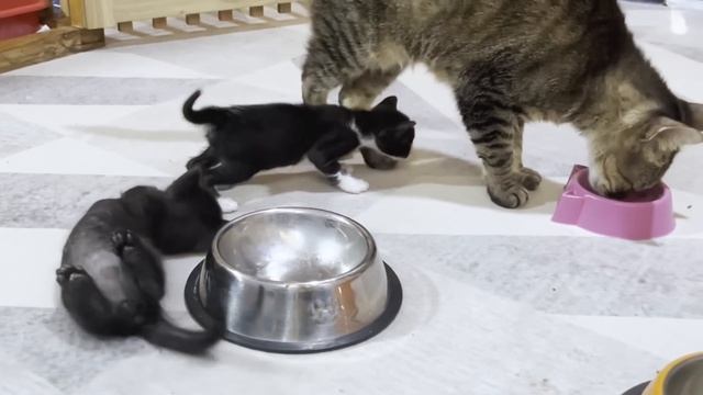 Big cat becomes popular among mischievous tiny kittens who are not related by blood смотреть онлайн