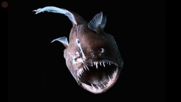 Anglerfish - one of the strangest sea creatures in the world