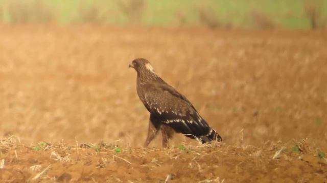 juvenile Lesser Spotted Eagle, Agamon Park, Hula Valley, Israel, Nov 2013 Martin Garner смотреть онлайн