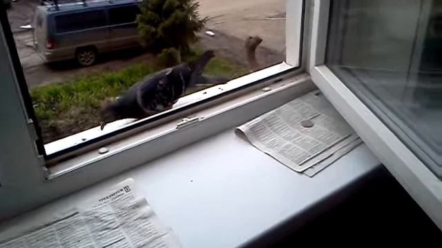 Голуби на окошке смотреть онлайн