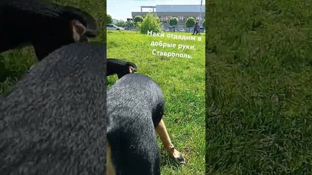 #доксли #собаки #весна2024 #ставрополь #прогулки #здесьисейчас #найденыш #возьмидругаизприюта смотреть онлайн
